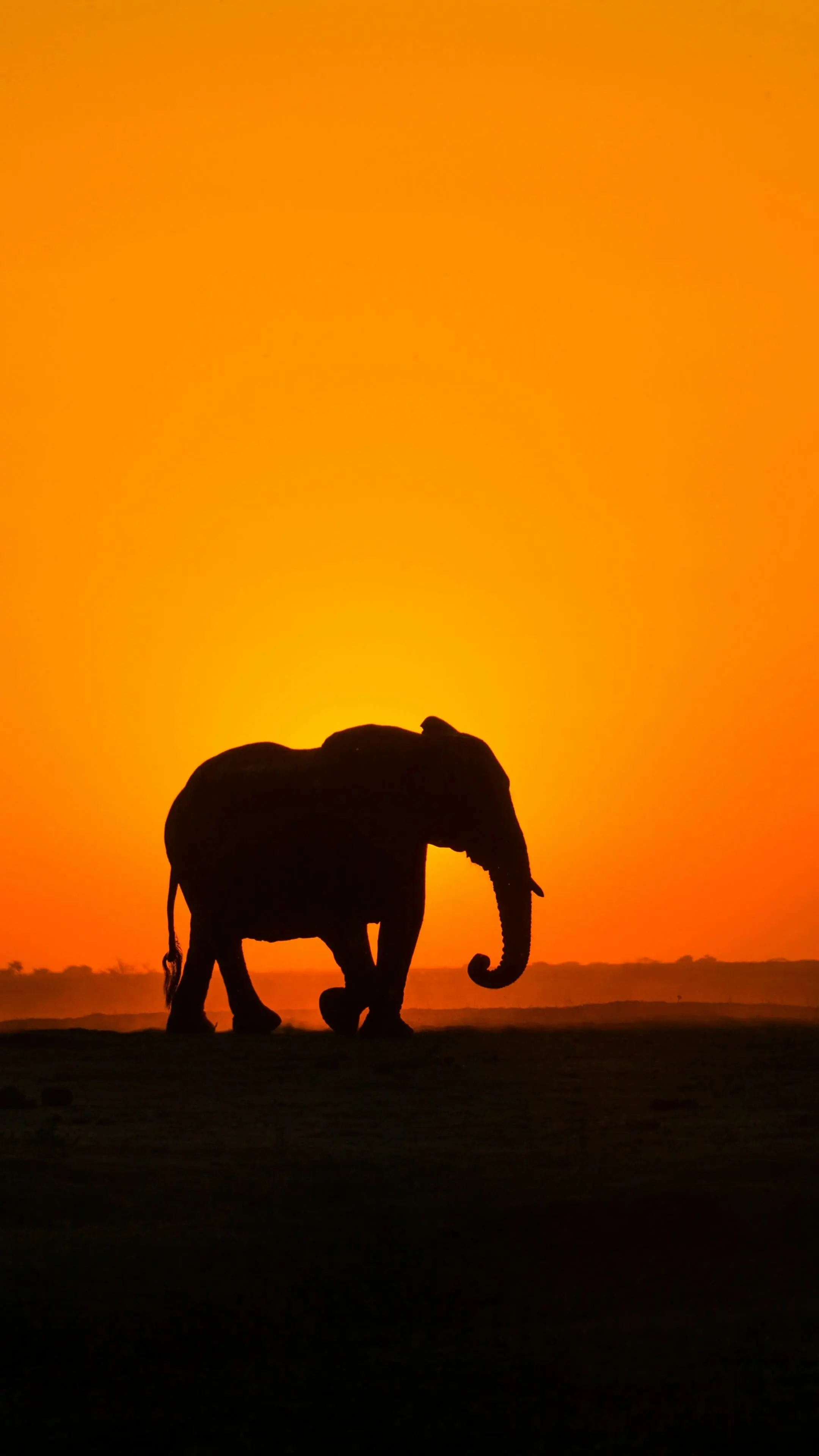 Amboseli Safari