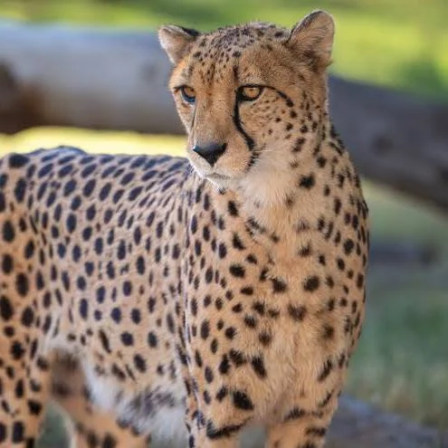 Cheetah