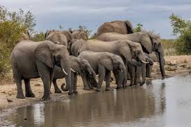 Elephant