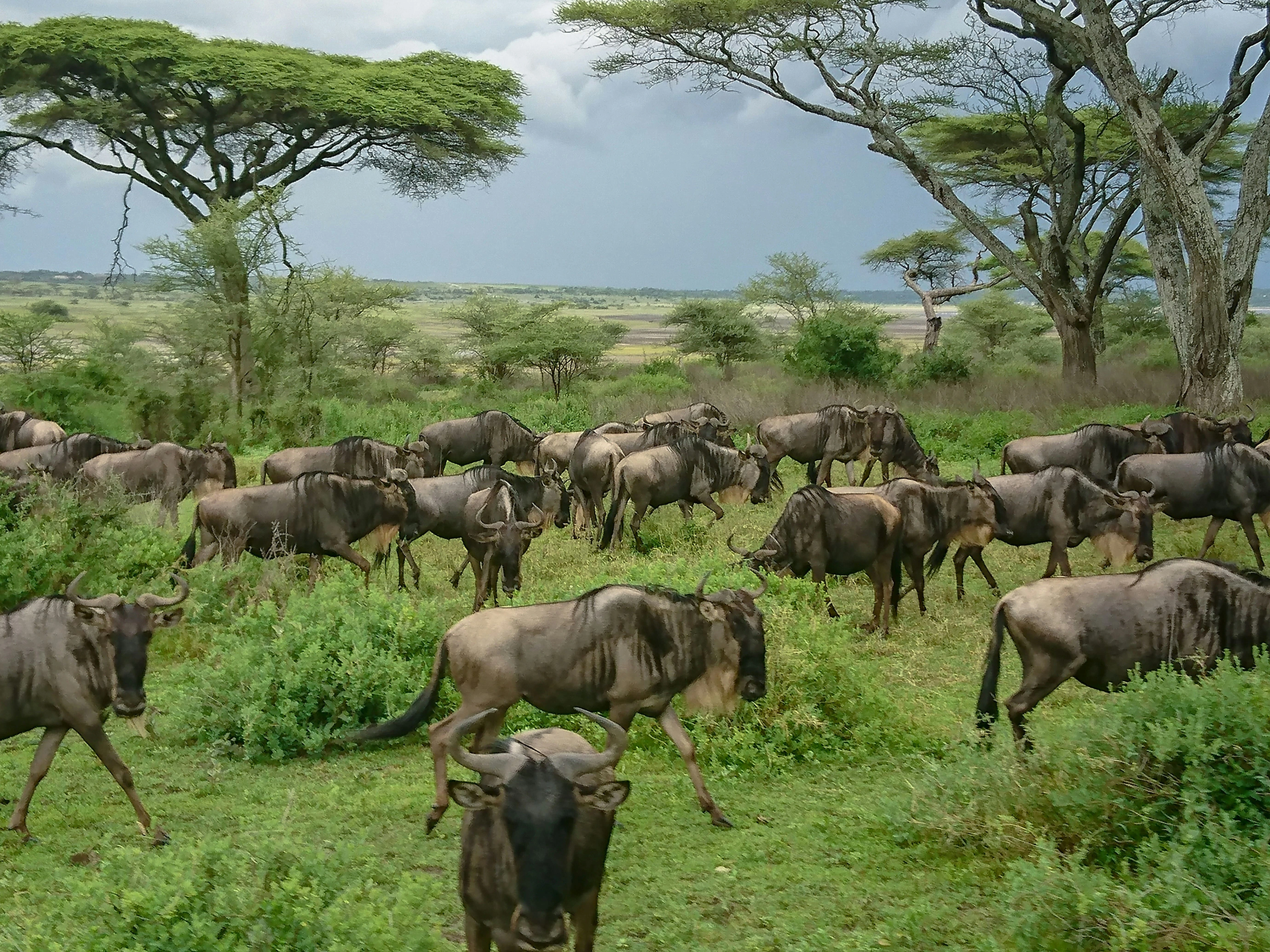 Tsavo Safari