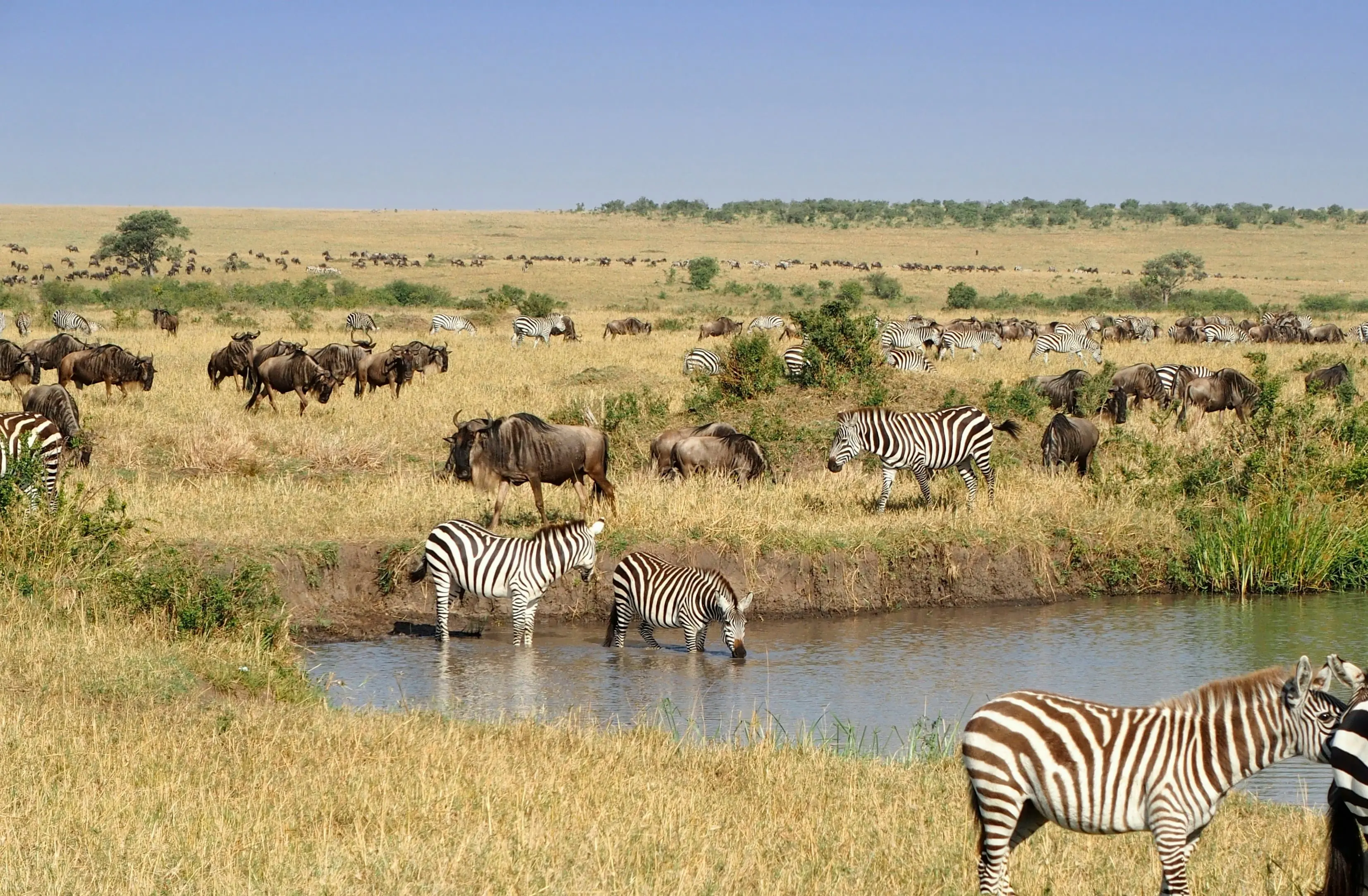Masai Mara Safari