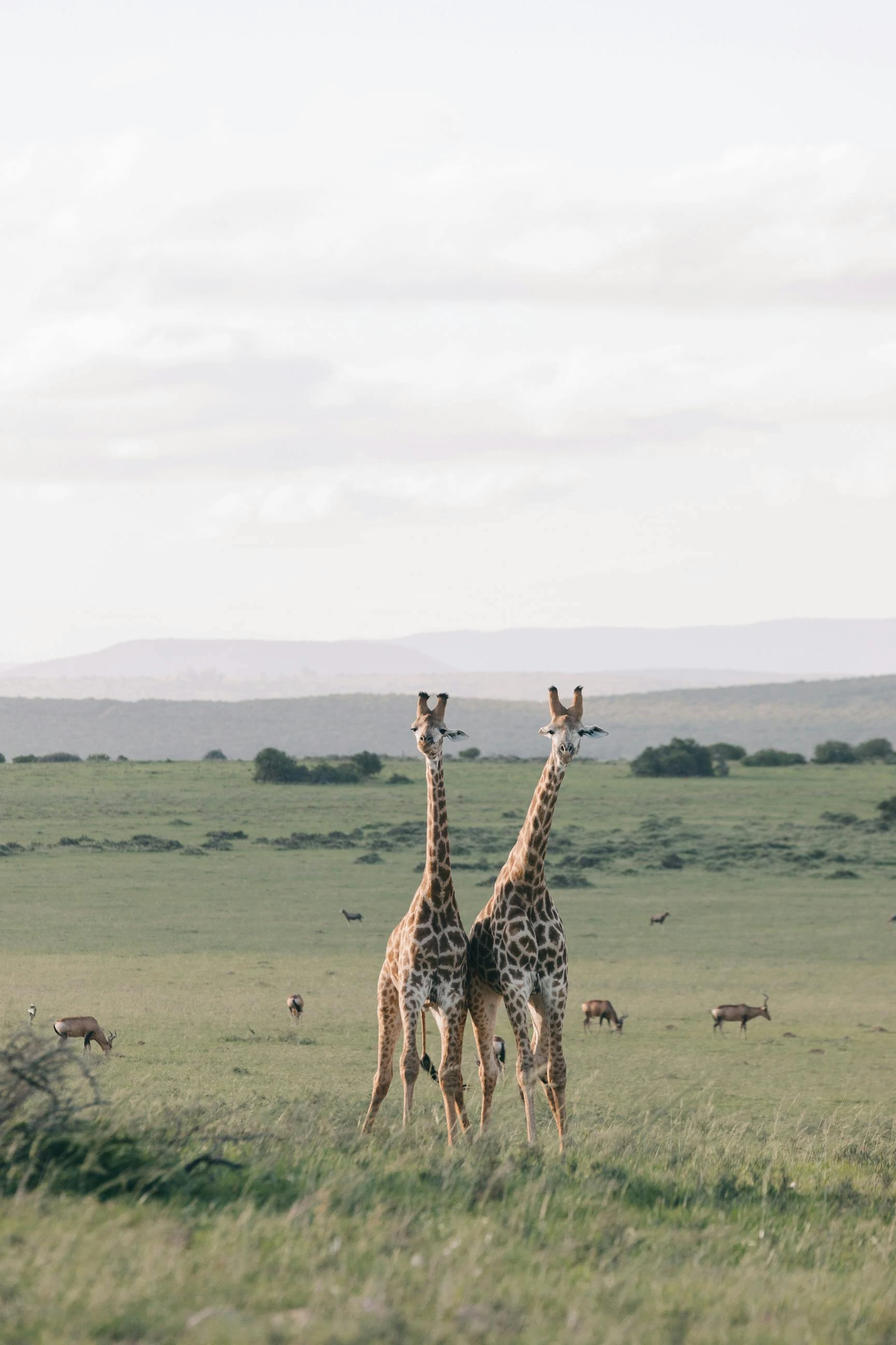 Kenya Tanzania Safari