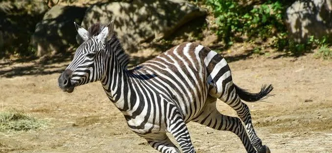 Zebra